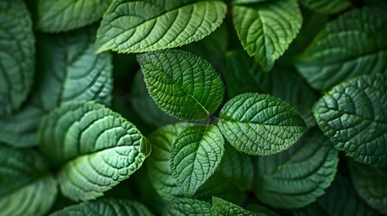 Green leaf texture. Leaf texture background - obrazy, fototapety, plakaty