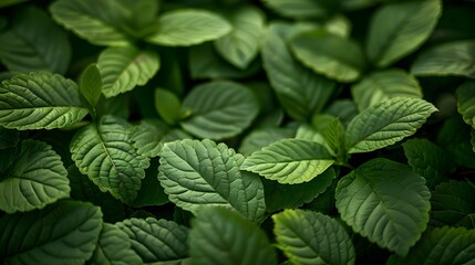 lush green foliage texture, showcasing detailed leaves and vibrant colors