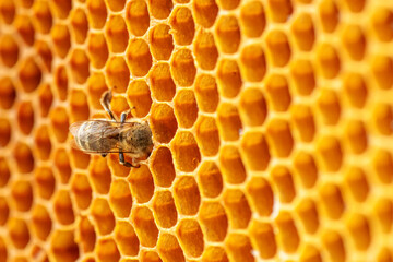 bee delicately gathers nectar from golden honeycomb cells of beeswax in the apiary. Nature's bounty...