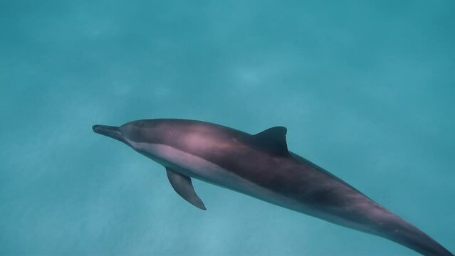 cute dolphin underwater on blue ocean