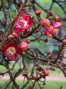 Brazilian flowers on a branch