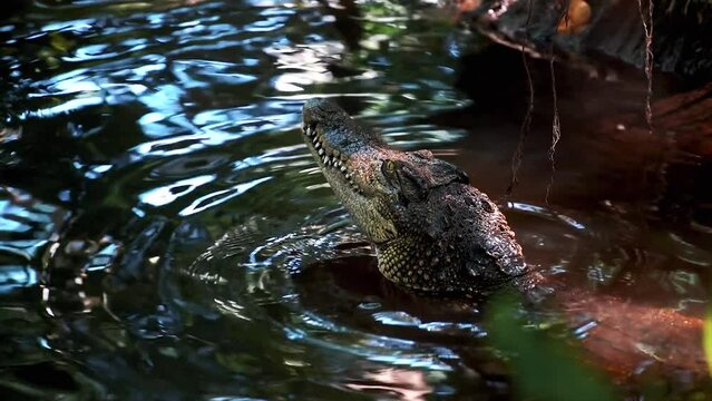 crocodile in water in jungle chewing hug