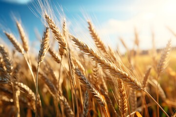 Fototapeta premium Ears of wheat on the field in the rays of the setting sun