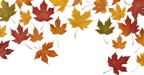 Autumn leaves background. Maple leaves on a transparent background