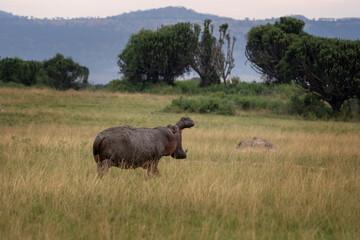 Adult hippo on the meadow. Hippopotamus is yawning on the ground. Safarin in the Queen Elizabeth...