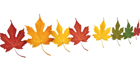 Autumn leaves. Maple leaves on a transparent background