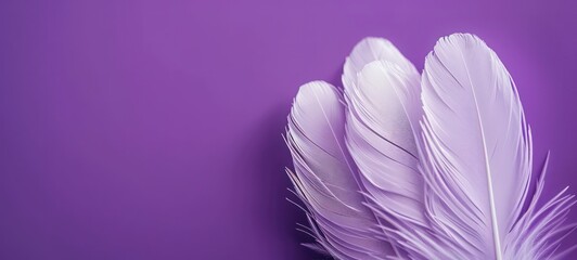 Naklejka premium Feathers on a purple background, suitable for design with copy space