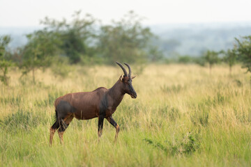 Topi on the meadow. Damaliscus lunatus is eating on the grassland. Safari in the Queen Elizabeth national park. Antelopes during safari in Africa.