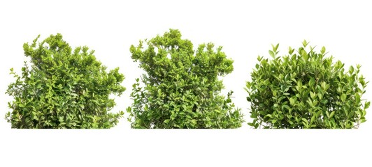 Green bushes and shrubs, isolated on white background