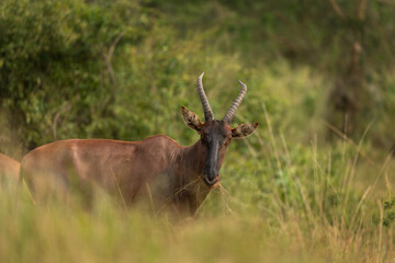 Topi on the meadow. Damaliscus lunatus is eating on the grassland. Safari in the Queen Elizabeth national park. Antelopes during safari in Africa.