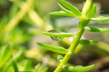 close up of green leaf with water drop