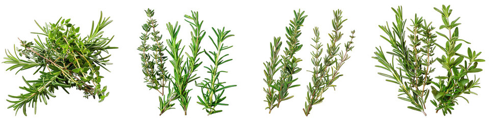 Sprigs of fresh rosemary and thyme Hyperrealistic Highly Detailed Isolated On Transparent Background Png File