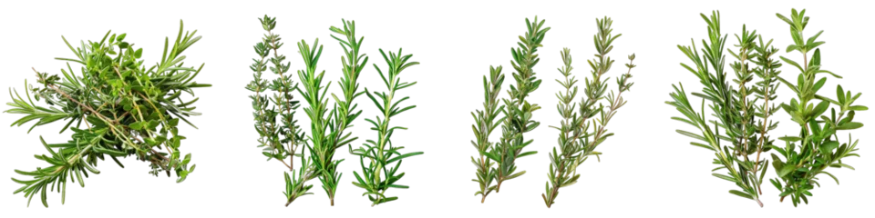 Poster Sprigs of fresh rosemary and thyme Hyperrealistic Highly Detailed Isolated On Transparent Background Png File © Wander Taste