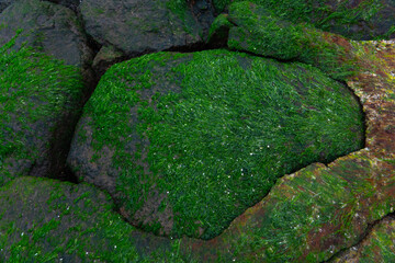 green algae on rocks on the shore after low tide of the sea