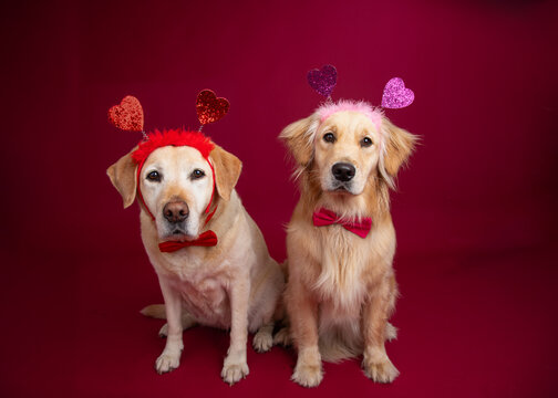 Golden Retriever and a Yellow Labrador Retriever wearing bow ties and hair bands with hearts sitting side by side