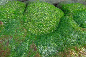 stone with moss after the ebb of the ocean
