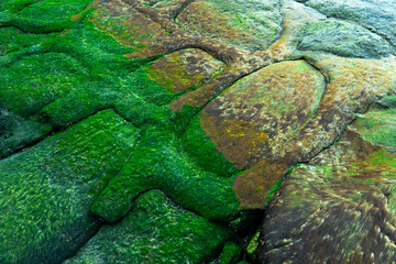 coastal background texture of algae on rocks at low tide of the sea