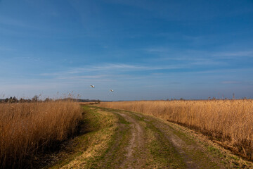 Obraz premium swan in flight over nature reserve Karsiborska Kempa, near Swinoujscie. Poland