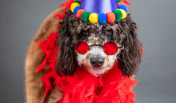 Fototapeta Portrait of a bernedoodle wearing a party hat, novelty glasses and a feather boa