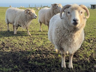 Fototapeta premium sheep and lambs