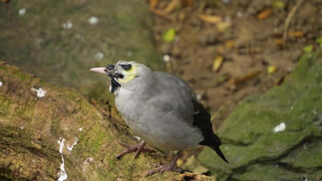 close view of a grey tropical bird sitting on the ground and screaming.