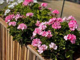 Beautiful pink red blooming geranium flowers in flower pot close up, floral wallpaper background with pink red geranium Pelargonium