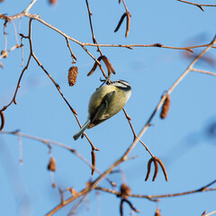 A Blue Tit (Parus caeruleus) feeding on a birch tree with a blue sky background.