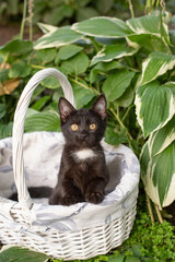 Black kitten in a white basket in the garden
