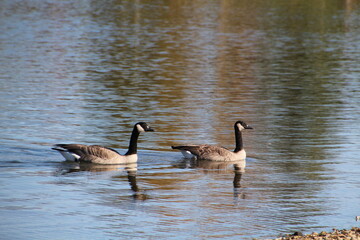 Obraz premium Canadian Geese On The Lake, William Hawrelak Park, Edmonton, Alberta