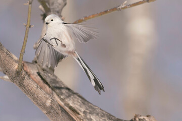 北海道の野鳥