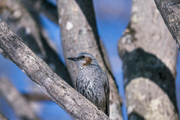 北海道の野鳥