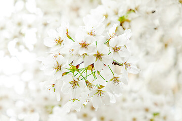 sakura bloom of cherry tree in spring - 760947111