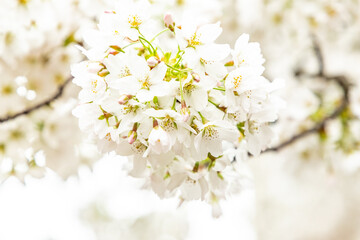 sakura bloom of cherry tree in spring