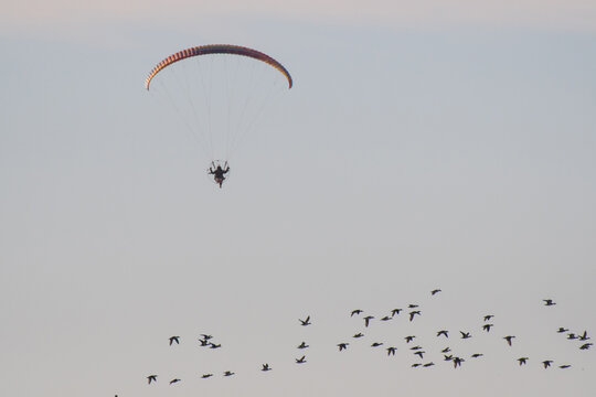 Powered parachute and birds flying