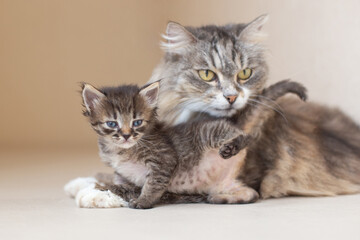 Obraz premium Kitten and mother cat lying