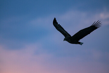羅臼の大鷲と国後島