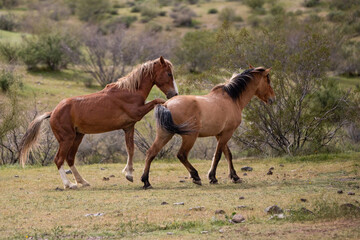 Wild horse stallions fighting and striking in the Salt River wildlife area near Mesa Arizona United States