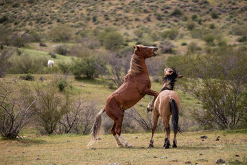 Rearing up wild horse stallions fighting in the Salt River wild horse management area near...