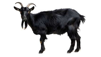 black goat collection portrait standing animal bundle isolated on a white background as transparent...