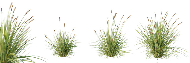 Set of carex brunnea plant with selective focus closeup, isolated on white background. 3D render. 3D illustration.
 - obrazy, fototapety, plakaty