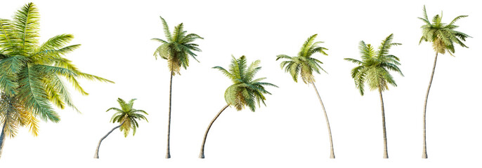 Fototapeta na wymiar Set of cocos nucifera palm trees with selective focus closeup isolated on transparent background. 3D illustration. 