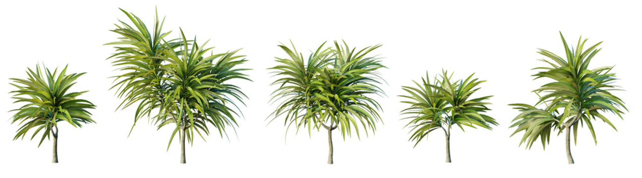 Set of dracaena plant isolated on white background. 3D render. 3D illustration.
