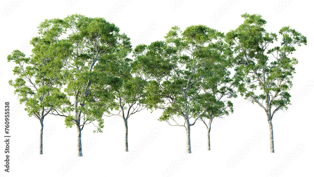 Poster group of eucalyptus trees isolated on white background. 3d render. 3d illustration.