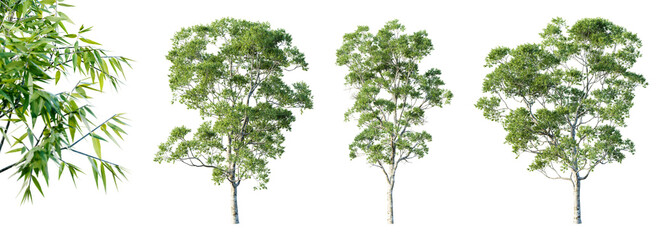 Set of eucalyptus trees isolated on white background with selective focus closeup. 3D render. 3D illustration.
