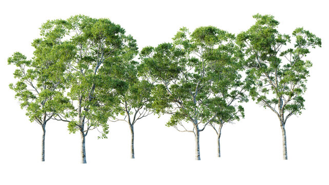 Group of eucalyptus trees isolated on white background. 3D render. 3D illustration.
