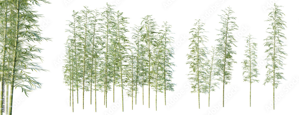 Poster set of moso bamboo trees with selective focus closeup isolated on white background. 3d render. 3d il