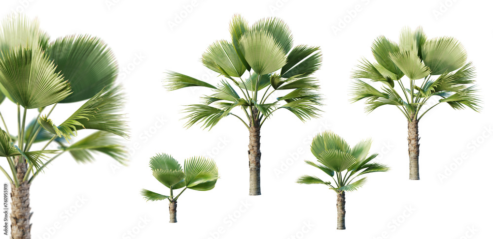 Leinwandbilder set of pritchardia perlmanii palm isolated on white background with selective focus closeup. 3d rend