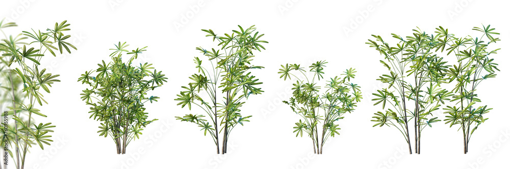 Poster set of lady palm isolated on white background with selective focus closeup. 3d render. 3d illustrati
