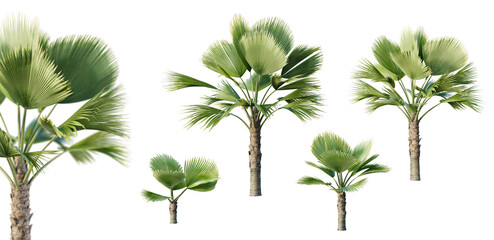 Set of pritchardia perlmanii palm isolated on white background with selective focus closeup. 3D render. 3D illustration.
