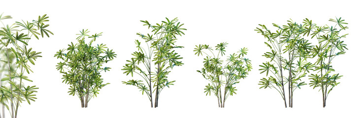 Set of lady palm isolated on white background with selective focus closeup. 3D render. 3D illustration.
